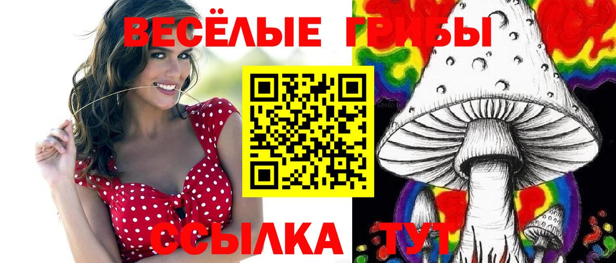 Галлюциногенные грибы Psilocybe Гусев